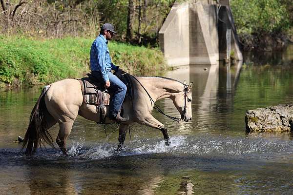 trail-quarter-horse