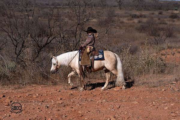 beginner-quarter-pony