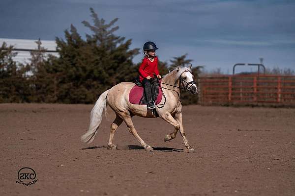 flashy-quarter-pony