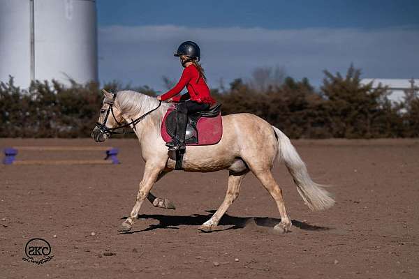 jumping-quarter-pony