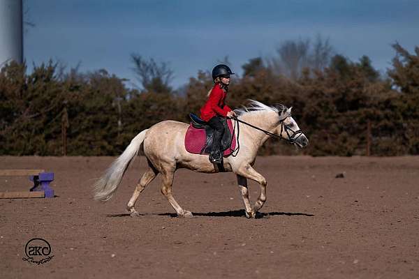 ridden-english-quarter-pony