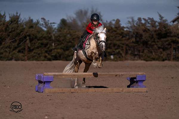 ridden-western-quarter-pony