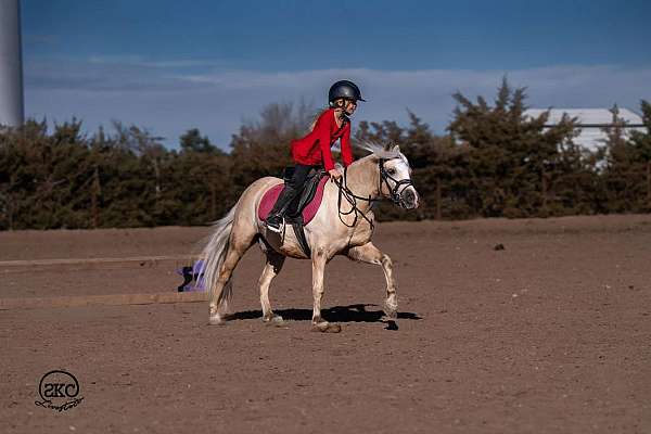 trail-quarter-pony