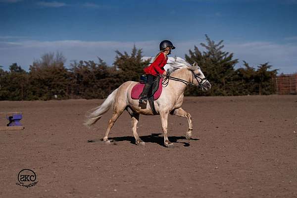 working-cattle-quarter-pony