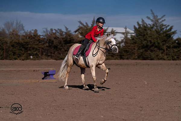 palomino-all-around-pony