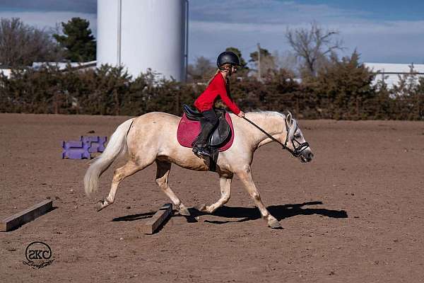 palomino-quarter-pony-gelding