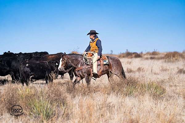 athletic-quarter-horse