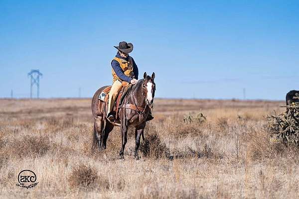 calf-roping-quarter-horse