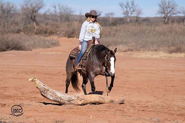 flashy-quarter-horse