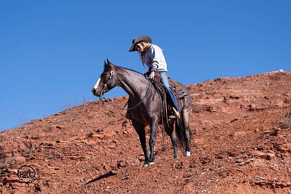 husband-safe-quarter-horse