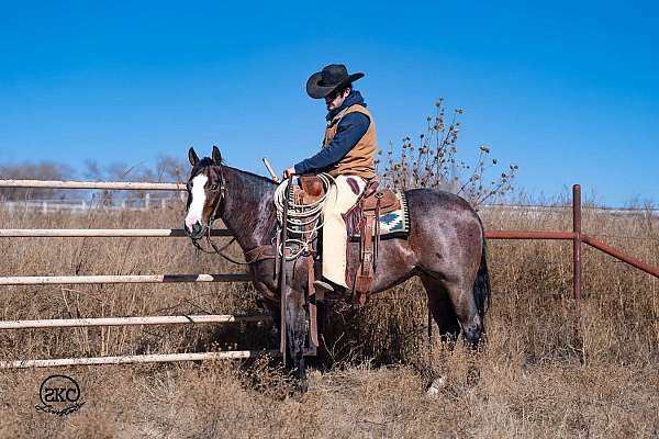 performance-quarter-horse