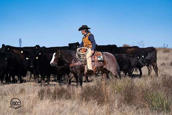 ranch-quarter-horse