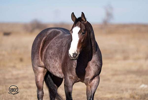 ranch-versatility-quarter-horse
