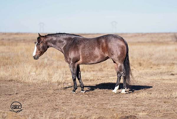 ranch-work-quarter-horse