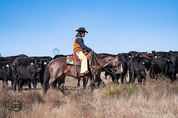 ridden-english-quarter-horse