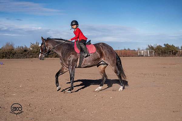 roping-quarter-horse