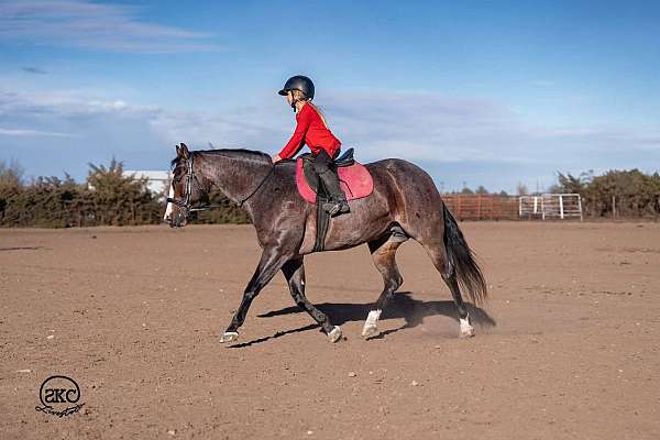 show-quarter-horse