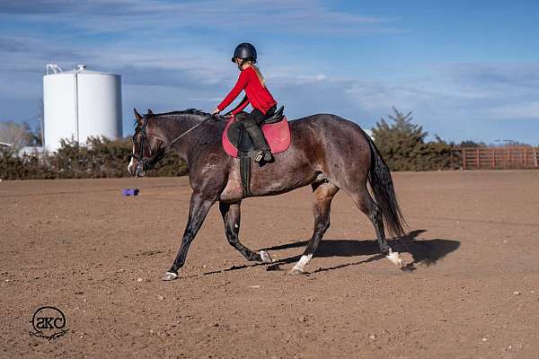 trail-quarter-horse