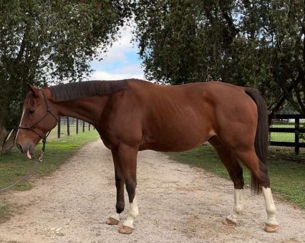 blaze-socks-horse