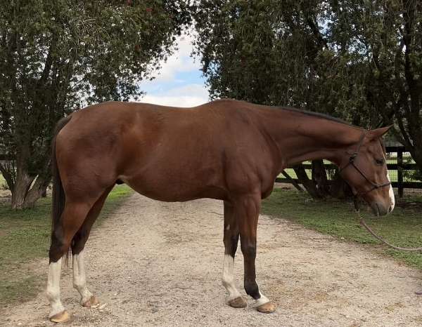 bay-blaze-socks-horse