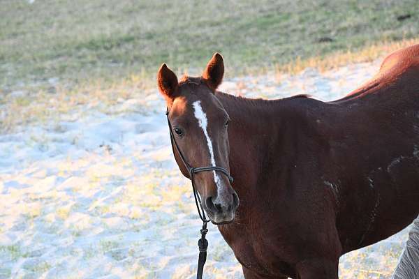quarter-pony-for-sale