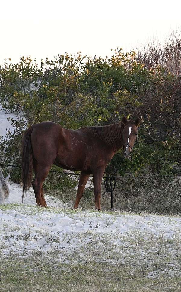 quarter-pony