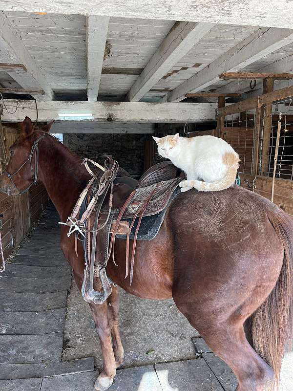quarter-pony-gelding