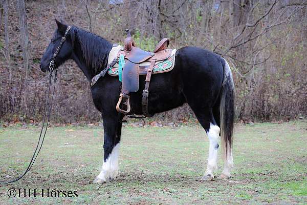 drill-team-spotted-saddle-pony