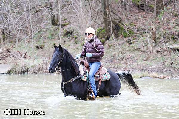 endurance-spotted-saddle-pony