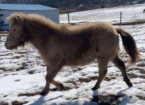classic-champagne-miniature-horse