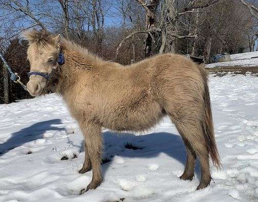 7-hand-champagne-horse