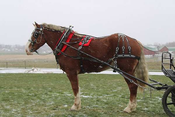 big-belgian-pony