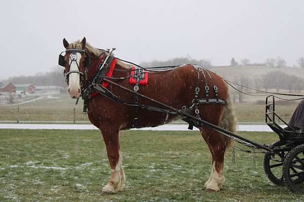 gentle-belgian-pony