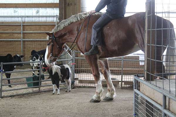 companion-belgian-pony