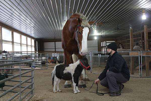 driving-belgian-pony