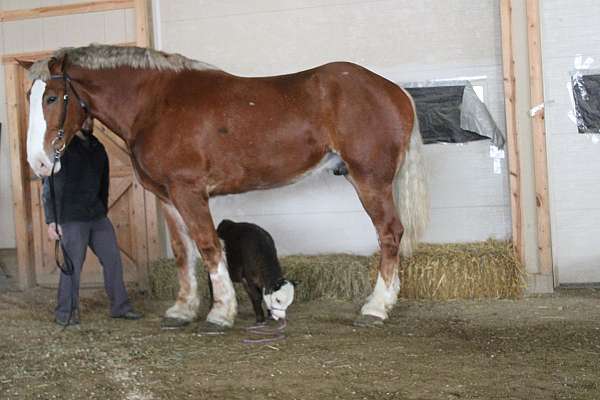 experienced-belgian-pony