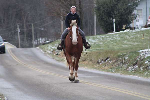 field-trial-belgian-pony