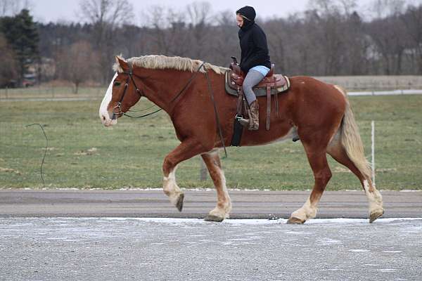 husband-safe-belgian-pony