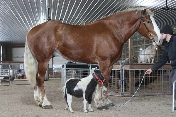 kid-safe-belgian-pony