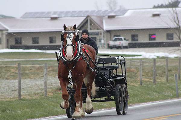 parade-belgian-pony