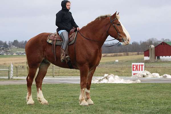 playday-belgian-pony