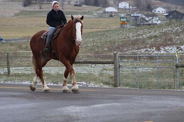 pleasure-driving-belgian-pony