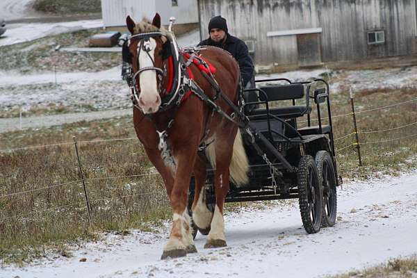 harness-belgian-pony
