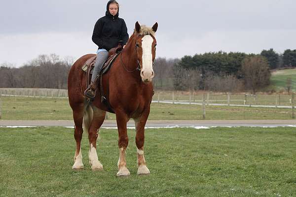 white-strip-mane-tail-pony