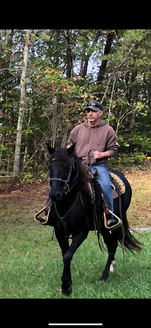 black-rocky-mountain-mare