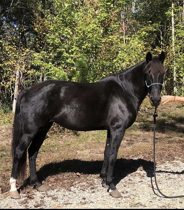 black-rmha-mare