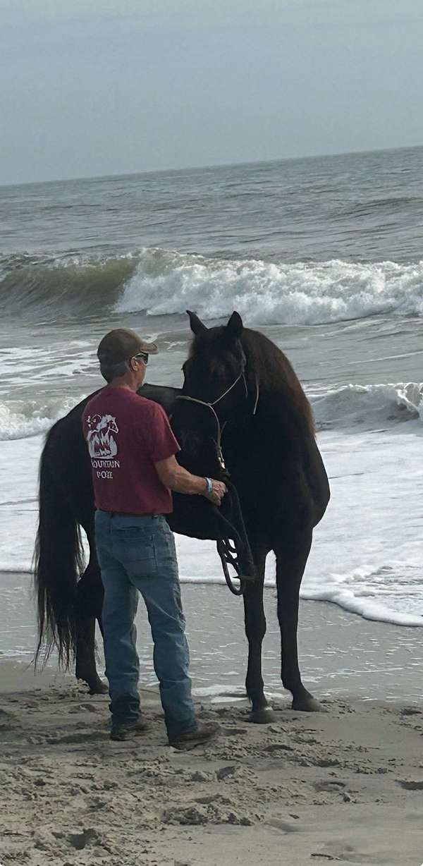 black-rmha-horse