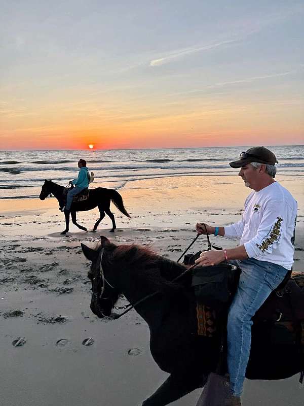 black-mare-for-sale