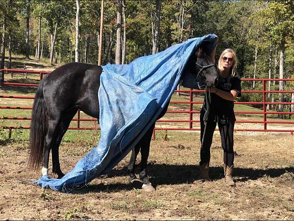 14-hand-rocky-mountain-mare