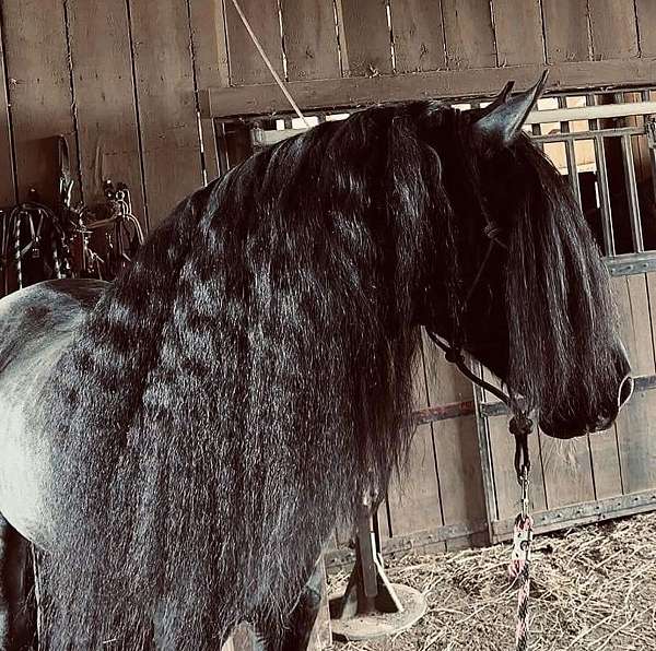 14-hand-rocky-mountain-horse